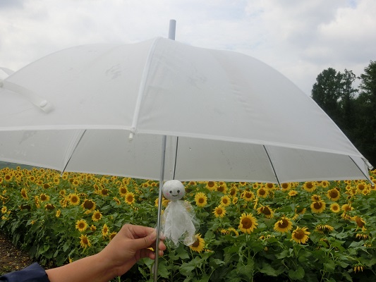 8 9 ひまわり開花状況 花日記 北海道立サンピラーパーク 北海道名寄市