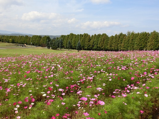 コスモス見頃です 花日記 北海道立サンピラーパーク 北海道名寄市