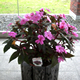 sunpatiens-s.jpg