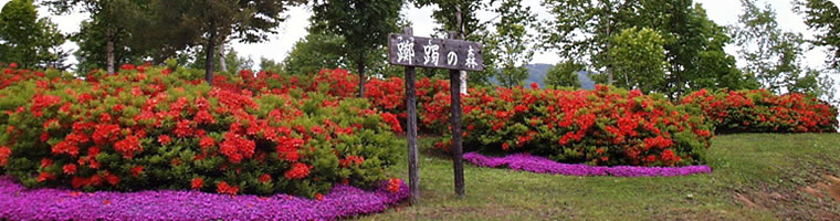 なよろ健康の森 散策路 ツツジの森